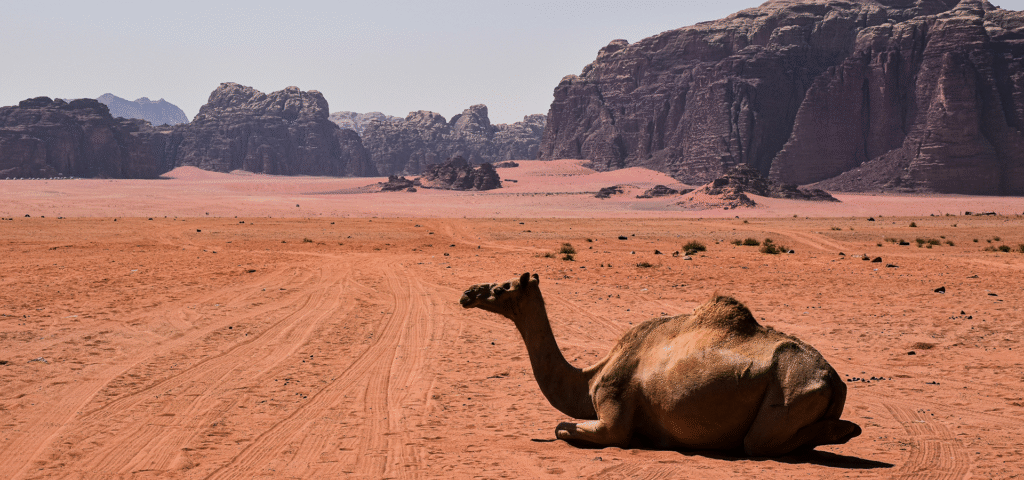 Petra Jordan travel guide