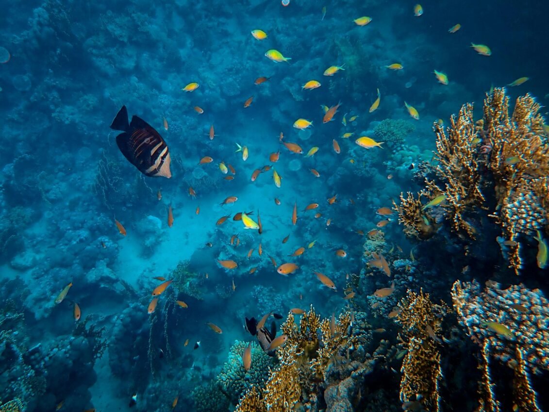Snorkeling in Aqaba, Red Sea